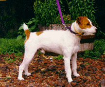 Outlaw Billy the Kid at Stud