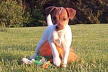 Jack Russell pups born 3/15/00