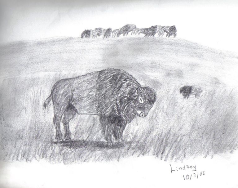 Buffalo by Lindsay P