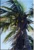Coconut Palm Tree