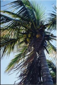 Coconut Palm Tree