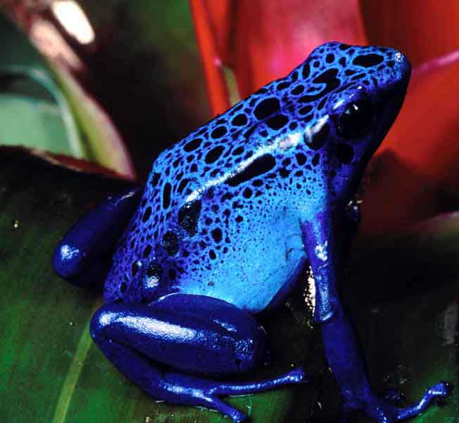 blue frog