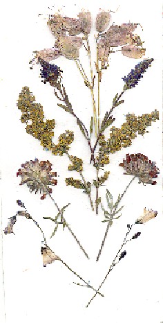 Blommor plockade vid Sanbyborg p&aring; &Ouml;land den 9 juli 2002 av moster C.