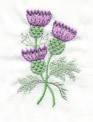 Scottish Thistle