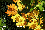 Autumn leaves.gif (159518 bytes)