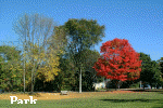 Park.jpg (40098 bytes)