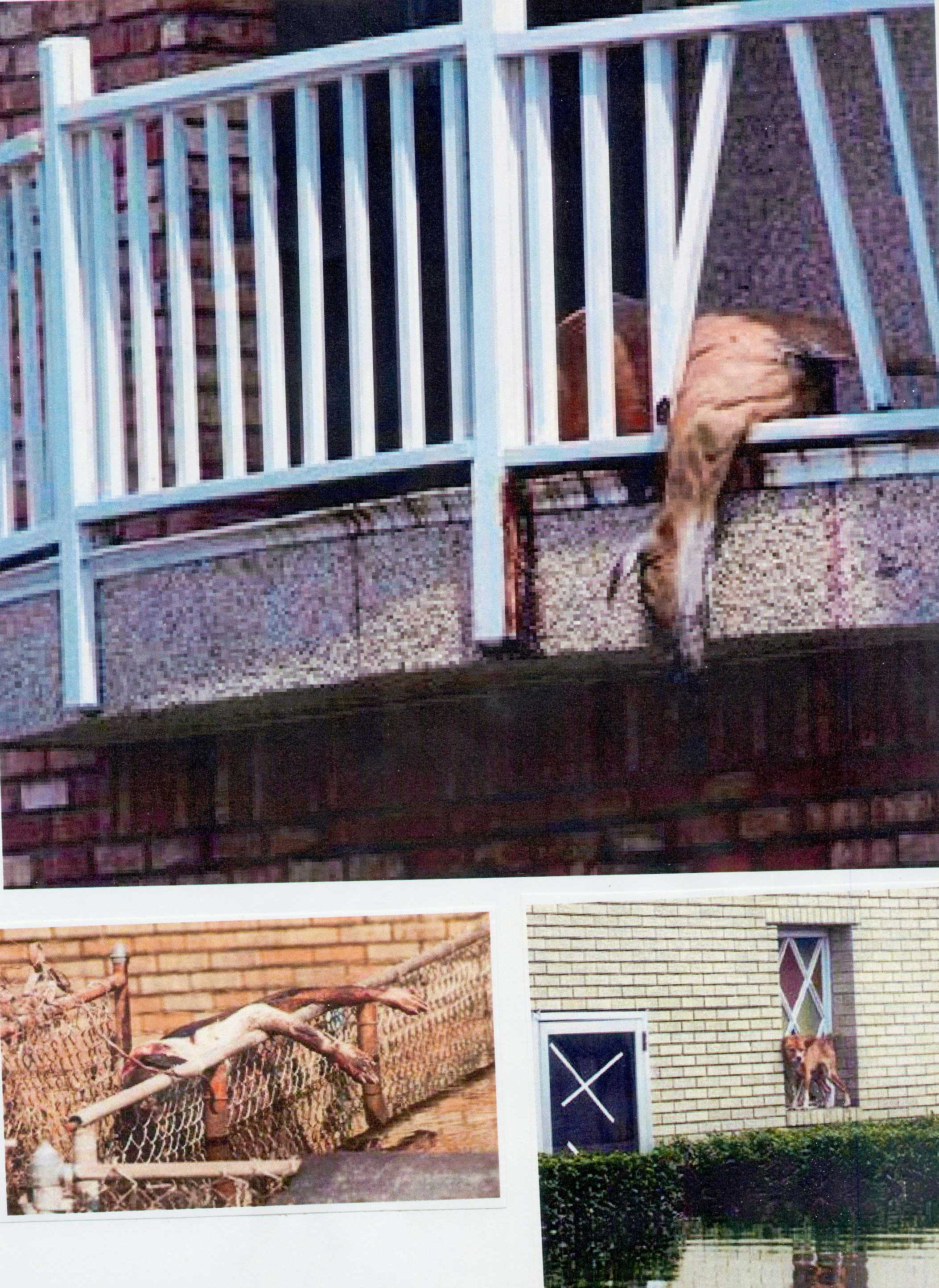 Dead Animals Everywhere