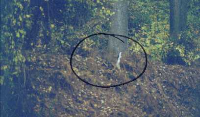 Adult Deer on the Run