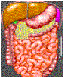 Digestive System
