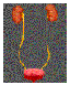 Urinary System