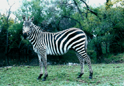 Illusion's side view