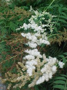 old middle aged and new blooms