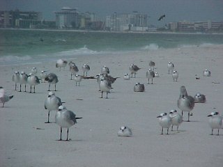 flock of seagulls: a new wave