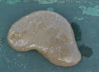 kidney-shaped slime thing