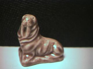 Walrus
