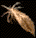 feather1.gif (1406 bytes)