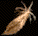 feather2.gif (1450 bytes)