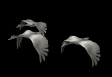gracefulbird.gif (11261 bytes)