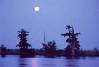 trees.gif (40598 bytes)