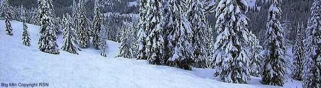 trees at The Big Mountain