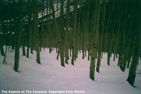 The Aspens at The Canyons