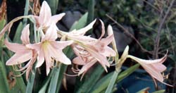 Can find this in my dad's #forest#