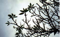 An angle of a tropical palm trees