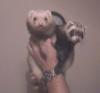 Ferrets