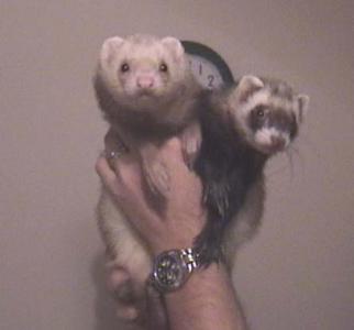 Ferrets