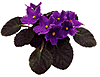 violet1.gif (4482 bytes)