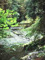 The creek behind Grammie's house