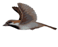 birdfly.gif (9389 bytes)