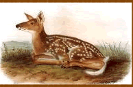 fawn.gif (13737 bytes)