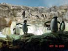 Penguin Encounter