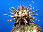 Sea Urchin 