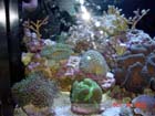 Coral in Aquarium