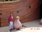 Sea Lion on a Pirate Ship...