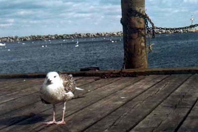 A stopover at Glouchester ~ the oldest seaport