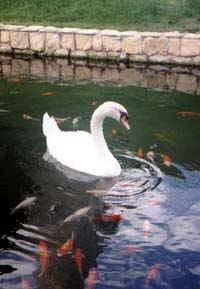 A surprise during a visit to Colmar Tropicale ..yeap..this HUGE swan..its partner is around as well..