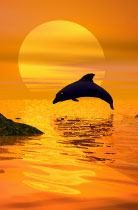 Dolphin Sun