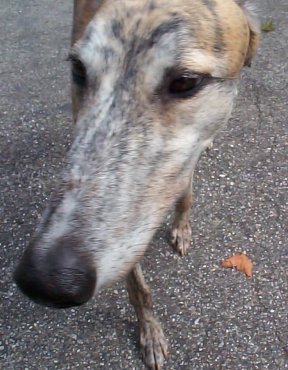 {short description of image}