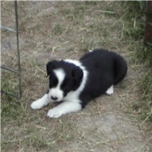 Angel's female pup at 6 weeks