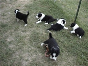 Angel's pups at 6 weeks