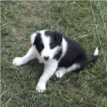Angel's male pup at 6 weeks