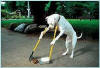 Pooper Scooper