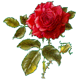 singlerose.gif"
