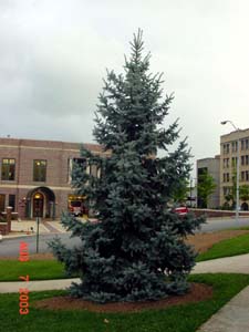 Don't ask me the tree name...