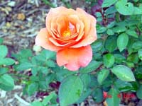 Roses in the garden I