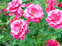 Roses in the garden II