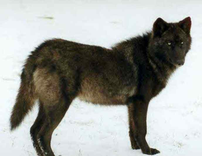 Schwarzer Wolf